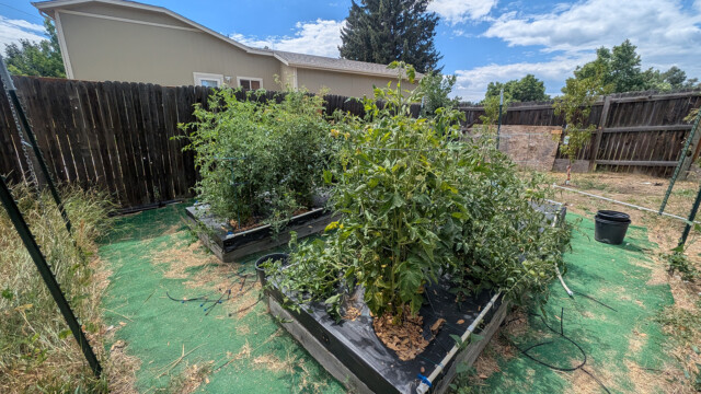 Garden area with established plants after the project.